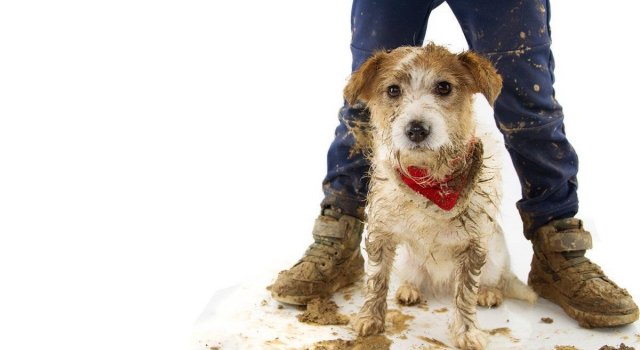 Jak posprzątać po psie- zrób to dobrze